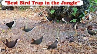 "How Birds Are Caught in Jungle Traps | Real Village Hunting Life" #BirdHuntingPro