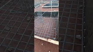 Constructing Foundations in Red Coffee Soil #Foundations #IsolatedPadFootings #RedCoffeeSoil #Shorts
