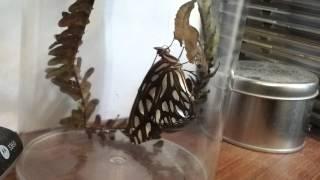 Gulf Fritillary Butterfly Emerging from Cocoon 2/3