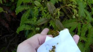 CP Video Series Episode 55 - Pure Nepenthes ramispina hand pollination.