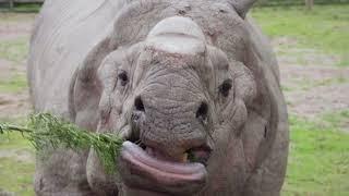 NEW ANIMAL EXPERIENCES AT CHESTER ZOO 