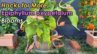 How to Get Epiphyllum oxypetalum to Bloom More Flowers |Tricks to Boost Epiphyllum Blooms (昙花开爆盆的秘密)