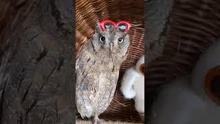 А я сижу такая ,вся растакая  #филосовия #музейсовушек #owl #сова