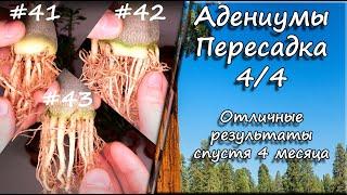 Адениумы. Пересадка 4/4. Отличные результаты за 4 месяца