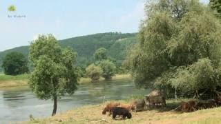 PRACHTIGE NATUUR EN ONTSPANNENDE MUZIEK - A LITTLE ODE  - BERNWARD KOCH
