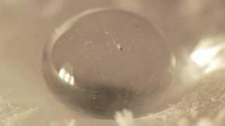 Freezing water drops on dry ice (MACRO!)