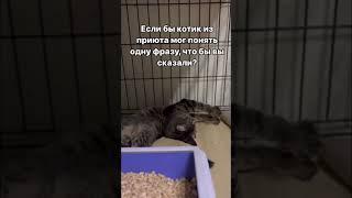 Что бы вы сказали?