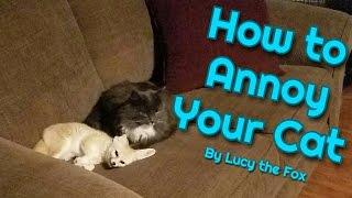 A Fennec Fox's Guide to Annoying your Cat