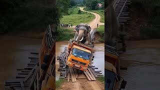 Elephant Transport Truck Falls Into River While Crossing Wooden Bridge!