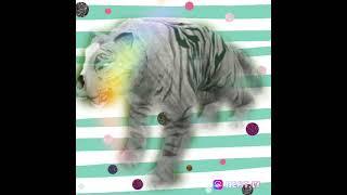 Qiang Siberian Tiger Fan'a Edit