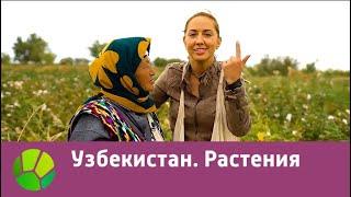 Узбекистан. Растения | Живые символы планеты | Живая Планета