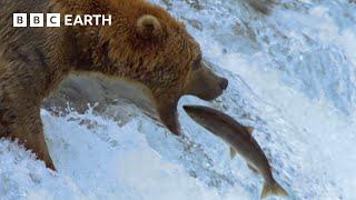 Fantastic Fish Feast for a Group of Grizzlies | Earth's Great Seasons | BBC Earth