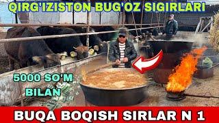 BUQA BOQISH SIRLARI VA SHVES BUG’OZ SIGIRLARI