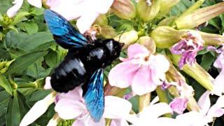 Пчела-плотник фиолетовая (Xylocopa violacea) пьет нектар из цветов, прокалывая их