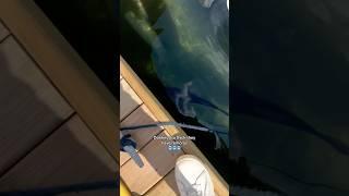 THIS SNOOK WAS TOO BIG!!  #fishing #snook
