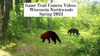 Game Trail Camera Videos - Spring is here (2023)