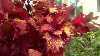 Henna coleus is a colorful Super Plant for summer gardens