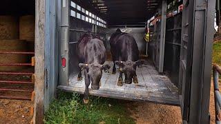 Two Fancy Heifers! - Starting Our Registered Angus Herd