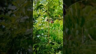 wildlife photography with adcome 8x telephoto zoom lens || bird photography with mobile lens video