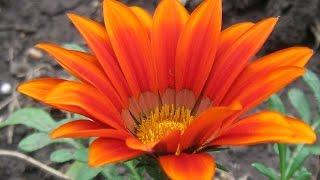 Gazania, a flower for your garden!