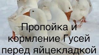 Подготовка Гусей к Яйцекладке/Пропаивание, Кормление все по схеме с подробным описанием