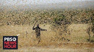 The pandemic threatens the people of East Africa -- and now locusts threaten their food