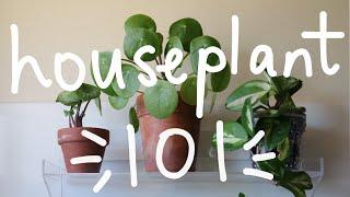 Houseplant 101 | Houseplant Care Basics