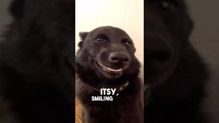 This Dog Can't Stop Smiling 