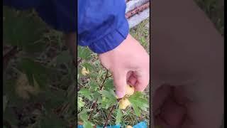 Боярышник "Понтийский"