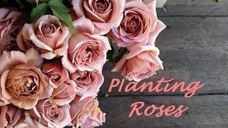 Planting and Growing Roses for Cut Flower Production