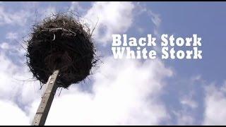 Black Stork, White Stork