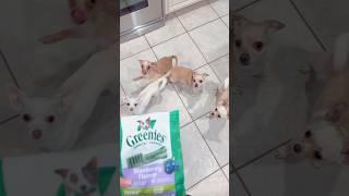 It is going to be a Greenies day! #chihuahua #puppy #dog #greenies #trending #shorts #viral #cute