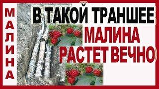  МАЛИНА. В ТАКУЮ ТРАНШЕЮ Вы еще не САЖАЛИ. Посадка ремонтантной малины осенью.