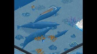 Baird's Beaked Whale: Zoo Tycoon Mod Showcase