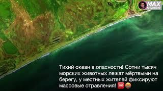 Тихий океан в опасности! Сотни тысяч морских животных лежат мёртвыми на берегу, у людей отравления