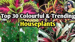 Top 30 Colourful & Trending house plants | colourful plants| Lipsha world