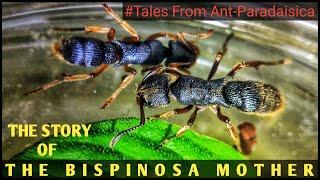 THE STORY OF THE MIGHTY PSEUDONEOPONERA BISPINOSA MOTHER