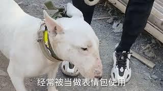 牛头梗犬暴揍斗犬比特犬，比特吃痛会不会认输