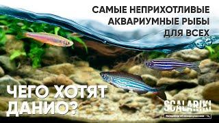 Чего хотят Данио? Одни из самых неприхотливых аквариумных рыб