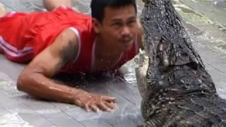 Thai Crocodile Handlers Dice With Death By Thrusting Their Heads Between the Giant Reptiles' Jaws