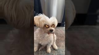 She is scary when hungry!  #dogs #scary #halloween