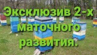 Эксклюзив 2-х маточного развития - подсадка одиночных маток.