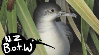 Scarlett's shearwater - New Zealand Bird of the Week