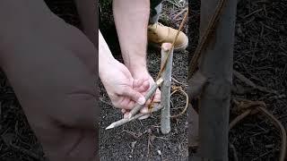 trap #bushcraft #trap #survival