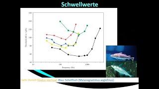 Können Fische Echolote hören? – Hörvermögen von Fischen im Vergleich (Teil 1)