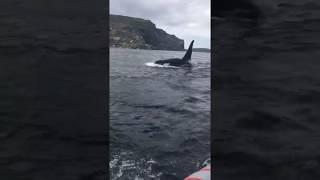 Orca at Quirpon, NL