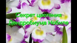 СДЕЛАЙ Это с ДЕНДРОБИУМ НОБИЛЕ (орхидея) после ЦВЕТЕНИЯ! Самые ВАЖНЫЕ Правила УХОДА И РАЗМНОЖЕНИЯ!