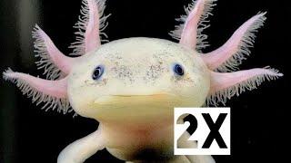 Два аксолотля (Axolotl)