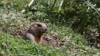 Gray Marmot / Серый сурок / Marmota baibacina