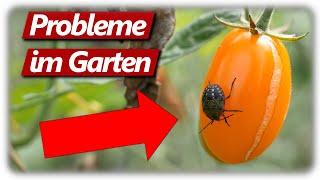 Misserfolge, Fehler & Probleme im Garten mit Hochbeeten vermeiden oder machen?